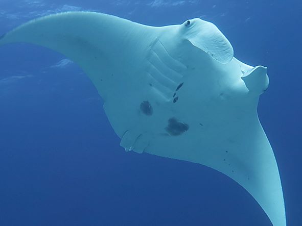 Photo of manta ray showing patterns on the belly
