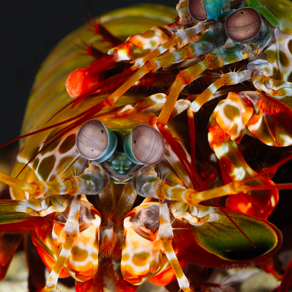 The mantis shrimp 