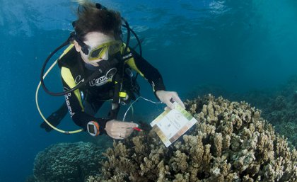 Diver checking color of coral with color chart