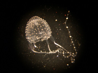 Irukandji jellyfish