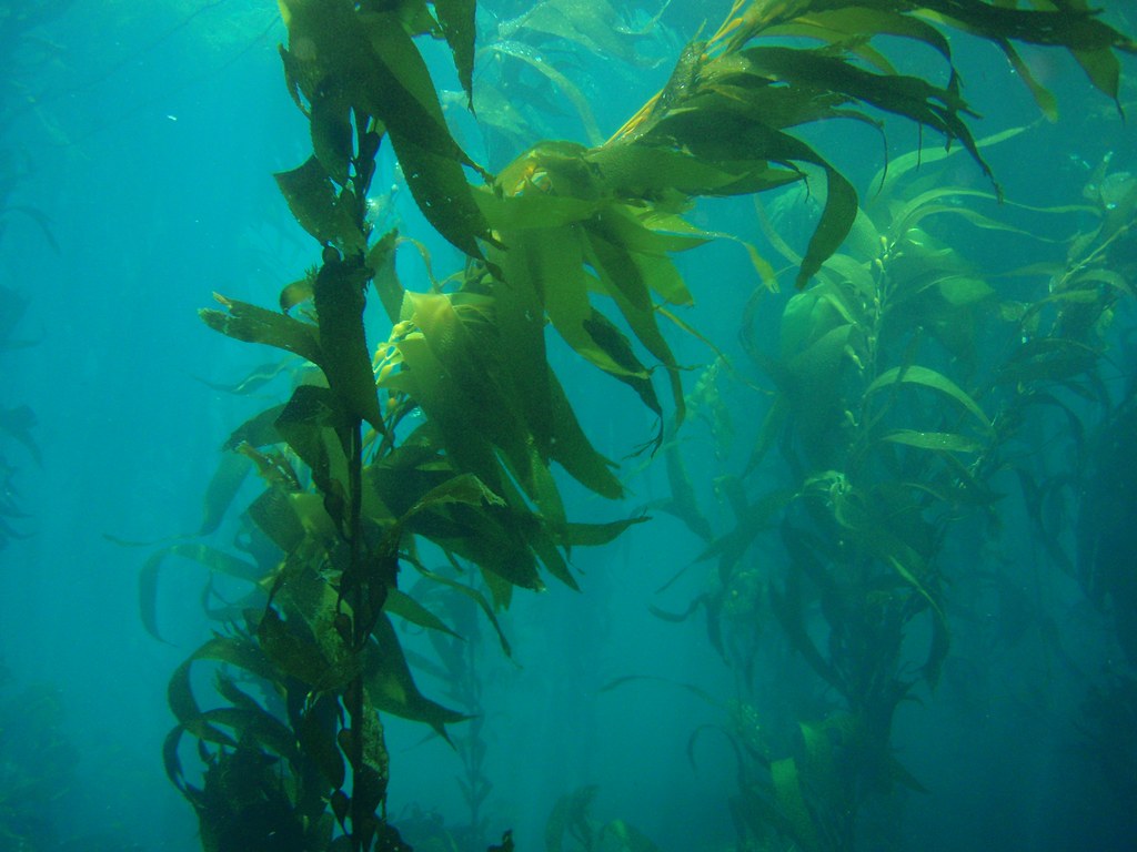 kelp stalks underwater